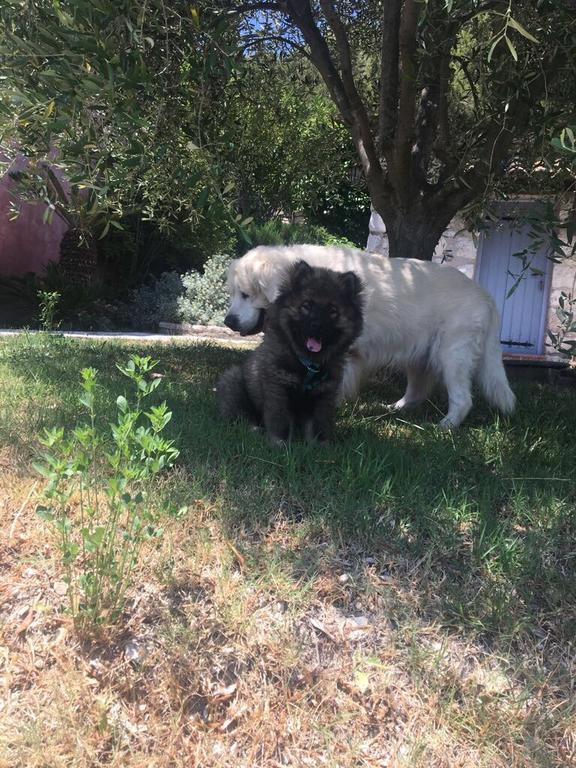 Le Mas De L'Aighetta Bed & Breakfast Èze Dış mekan fotoğraf